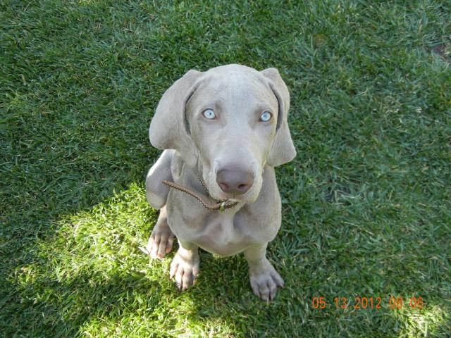 Winston Pup